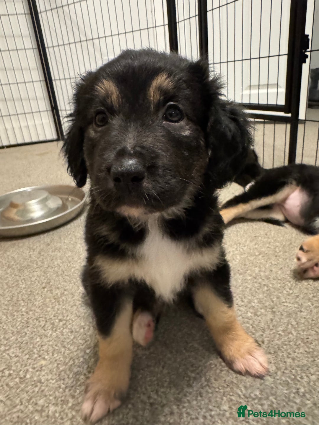 Mixed Breed dogs for sale: 🐾 Golden Retriever × Border Collie Puppies - Advert 6