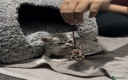 Mixed Breed cats for sale: Two adorable British Shorthair X Bengal Kittens - Image 2