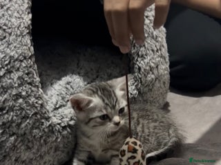 Mixed Breed cats Two adorable British Shorthair X Bengal Kittens - Advert 16