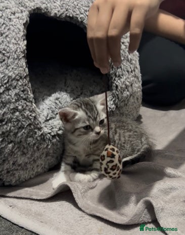 Mixed Breed cats Two adorable British Shorthair X Bengal Kittens - Advert 3