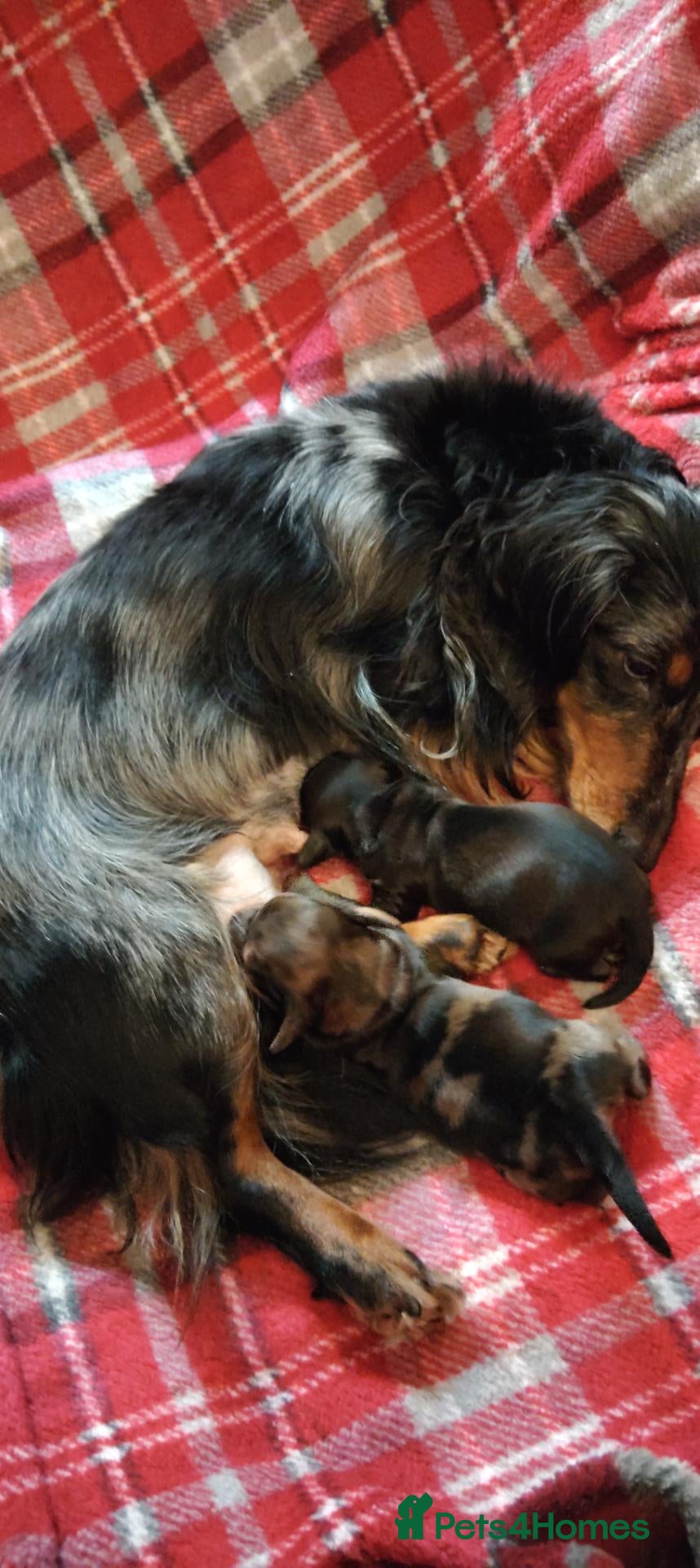 Miniature Dachshund dogs for sale: KC REGISTERED MINIATURE LONG HAIRED DACHSHUND BOYs - Advert 11