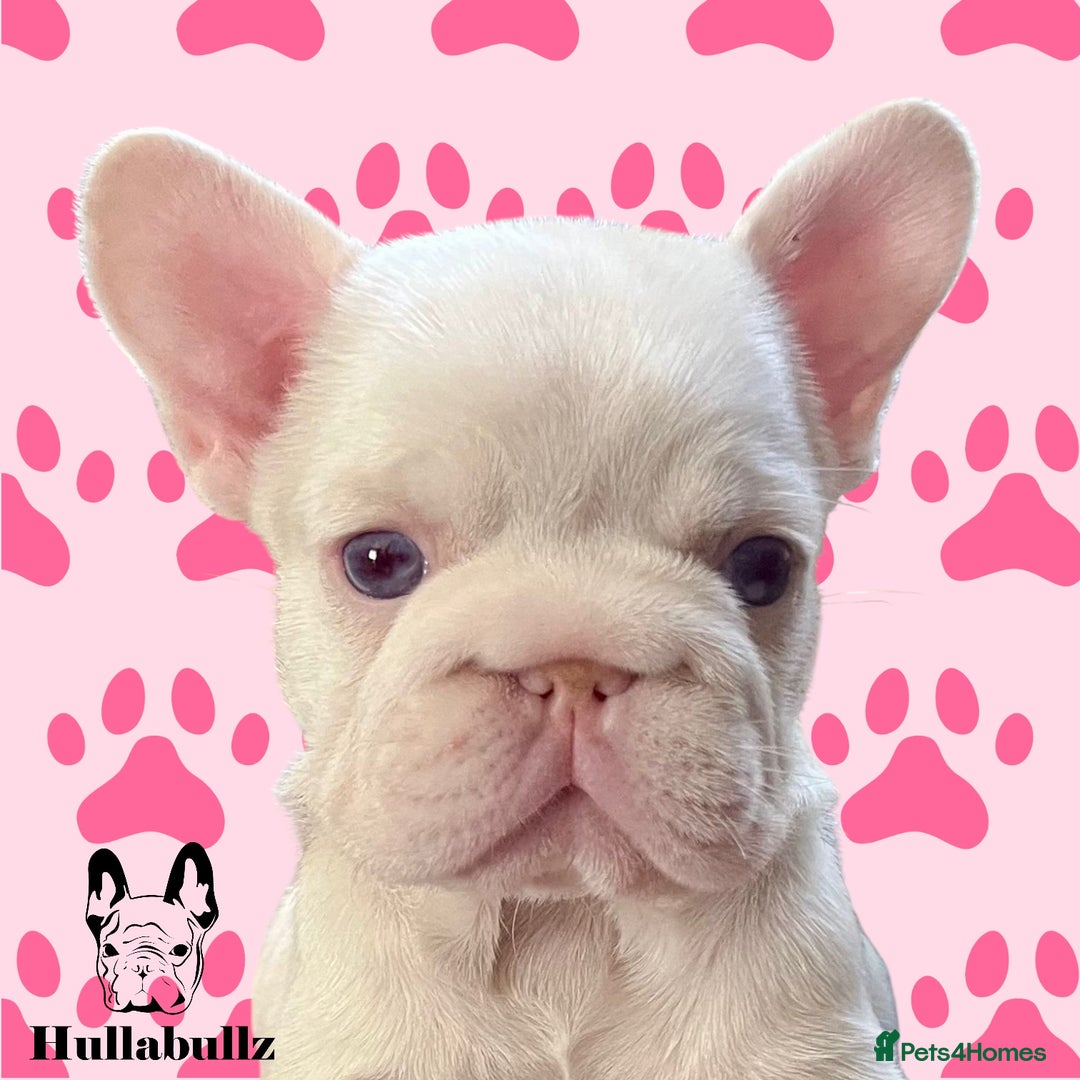 French Bulldog dogs for sale: Pink Health clear Frenchie - DEZINERBULLZ lines - Image 7