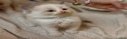 Ragdoll cats for sale: Gorgeous Ragdoll kittens - Advert 13