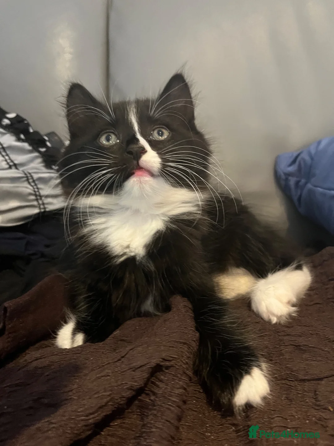 British Longhair cats for sale: British long and short haired kittens in Borehamwood - Advert 2