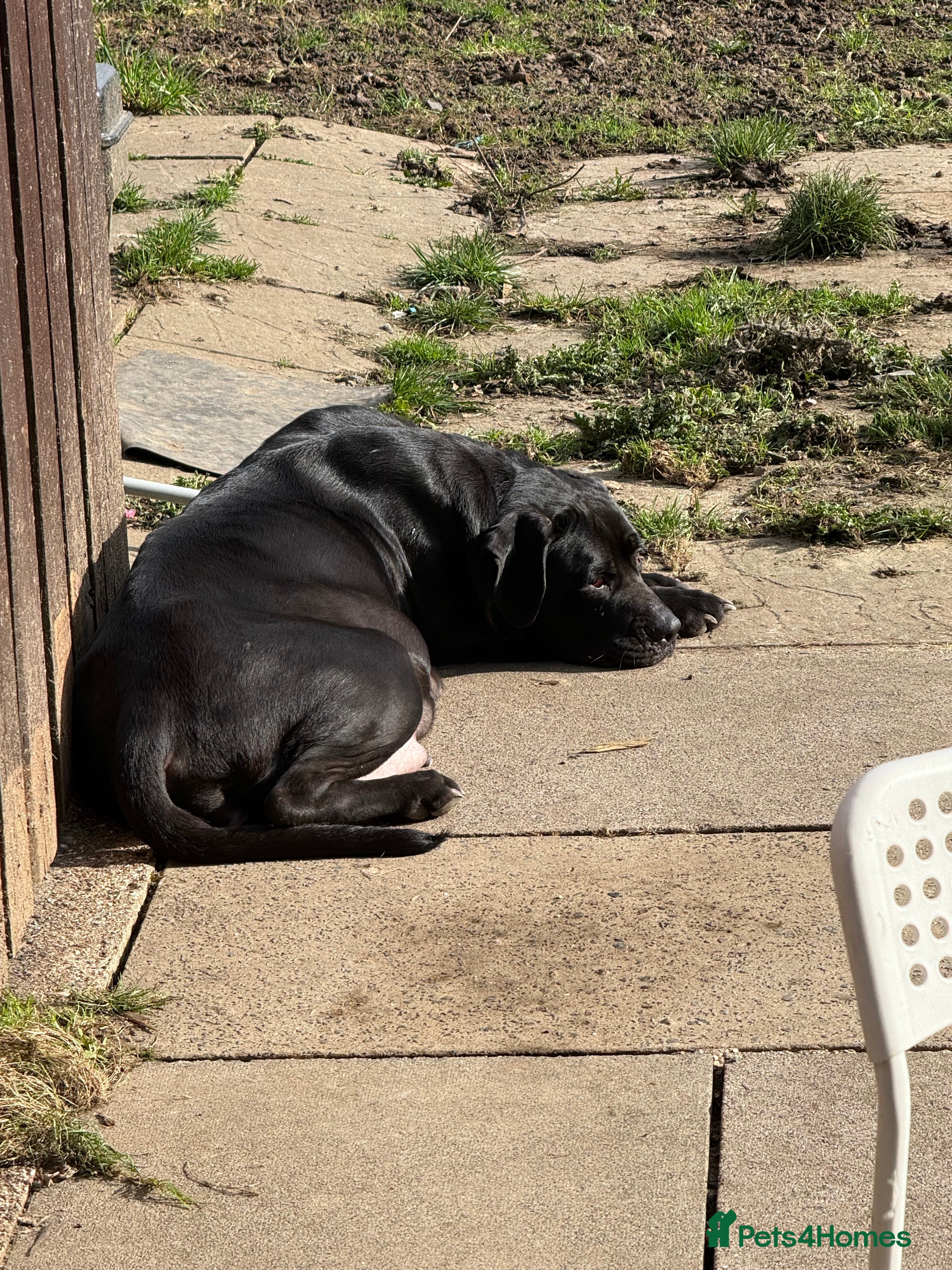 Cane Corso dogs 🐾🐾Pure Breed Cane Corso Puppy’s for sale🐾🐾 - Advert 5