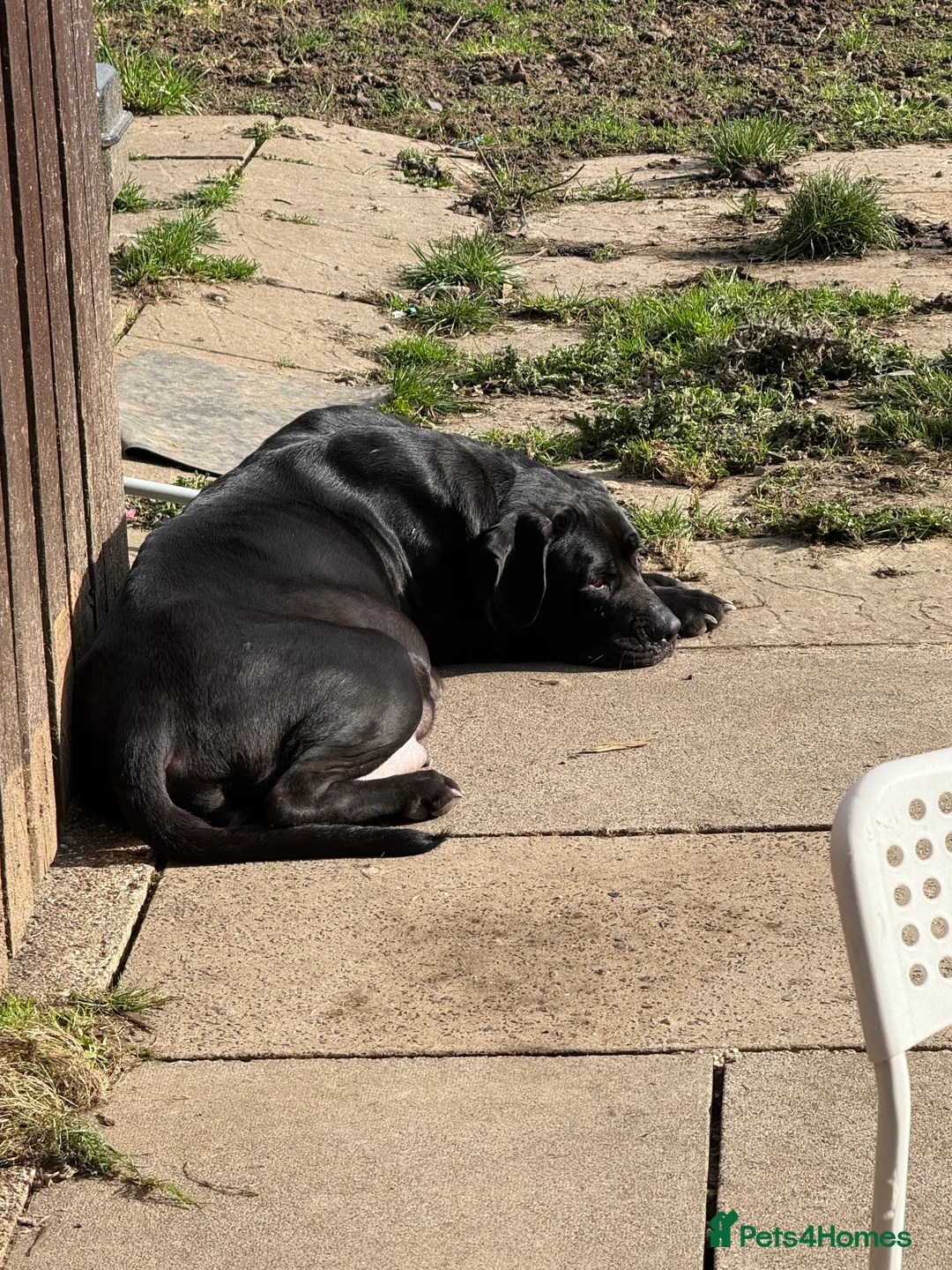 Cane Corso dogs for sale: 🐾🐾Pure Breed Cane Corso Puppy’s for sale🐾🐾 - Advert 1