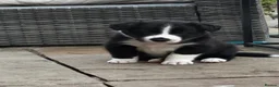 Border Collie dogs for sale: Beautiful Border Collie Puppies Available For Sale in Reading - Advert 3