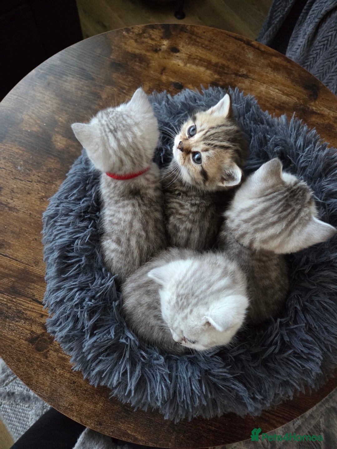 British Shorthair cats for sale: Adorable 4 pure breed kittens for sale - Advert 5