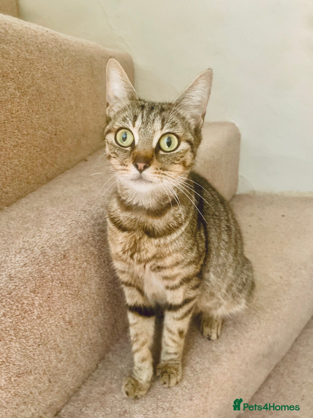 Savannah cats for sale: Stunning Savannah Cross kittens, ready now - Advert 17