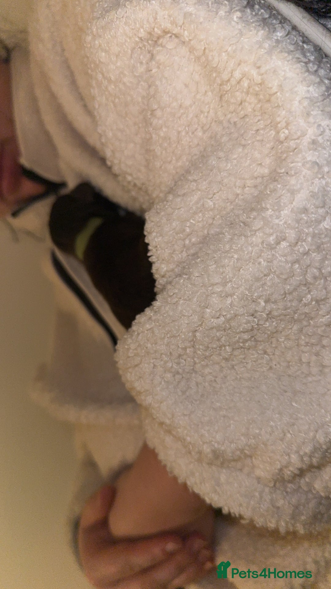 Cockapoo dogs for sale: Last boy ready to leave day b4 the big man comes  - Image 5