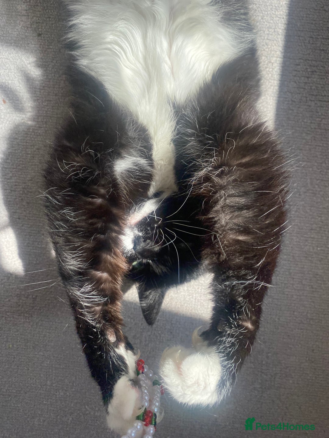British Shorthair cats for sale: Darcie the tuxedo cat.  - Image 10