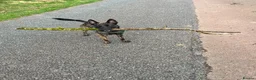 Belgian Shepherd Dog dogs for sale: Bruno , Dutch shepherd  - Advert 4