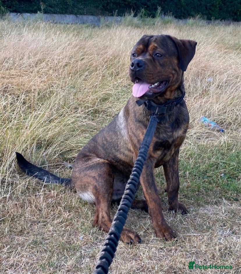 Mixed Breed dogs Rottweiler 70%/Cane Corso 30% - Advert 1