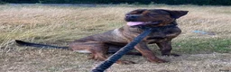 Mixed Breed dogs for sale: Rottweiler 70%/Cane Corso 30% in Burton-on-Trent - Advert 1