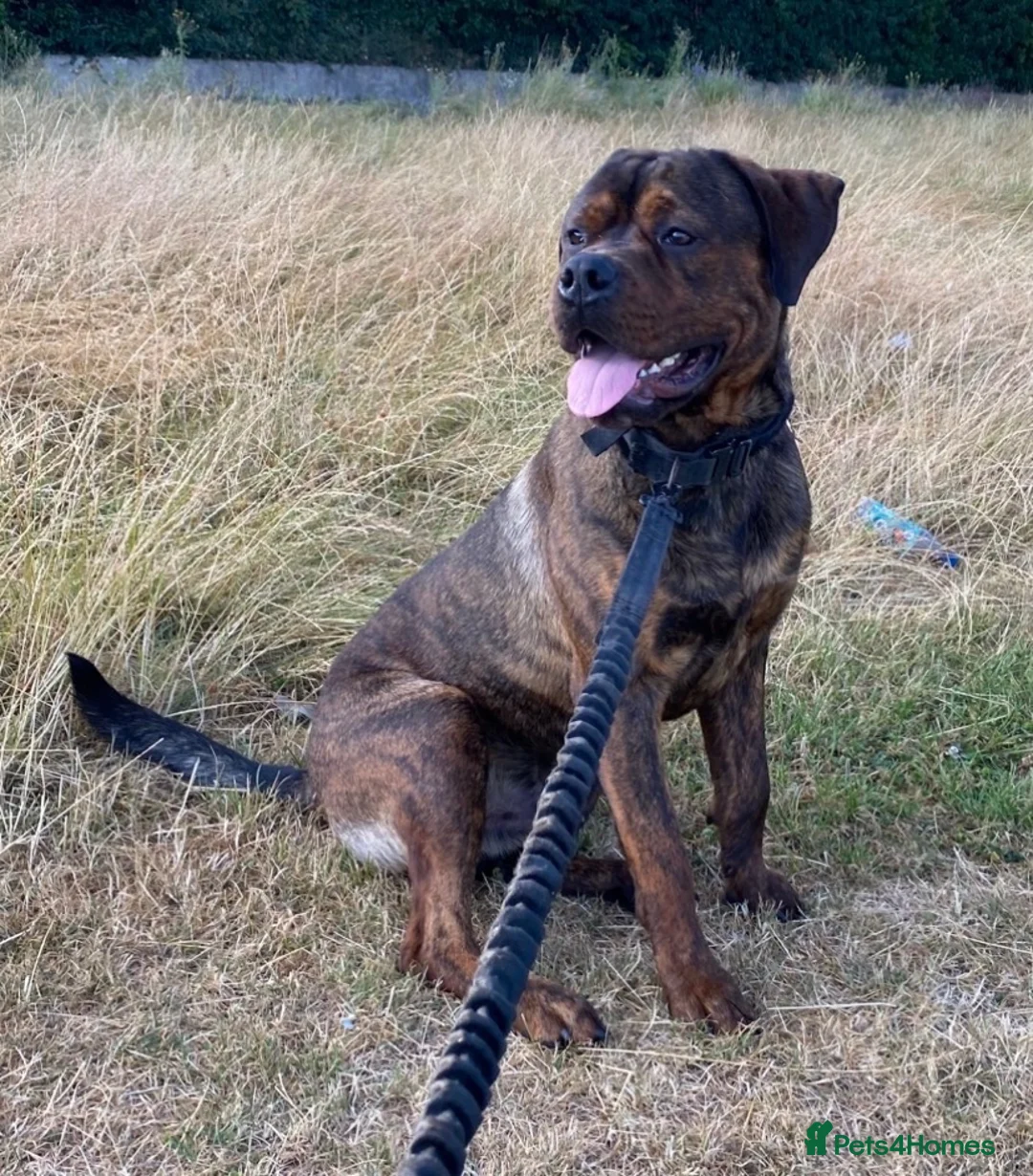 Mixed Breed dogs for sale: Rottweiler 70%/Cane Corso 30% in Burton-on-Trent - Advert 1