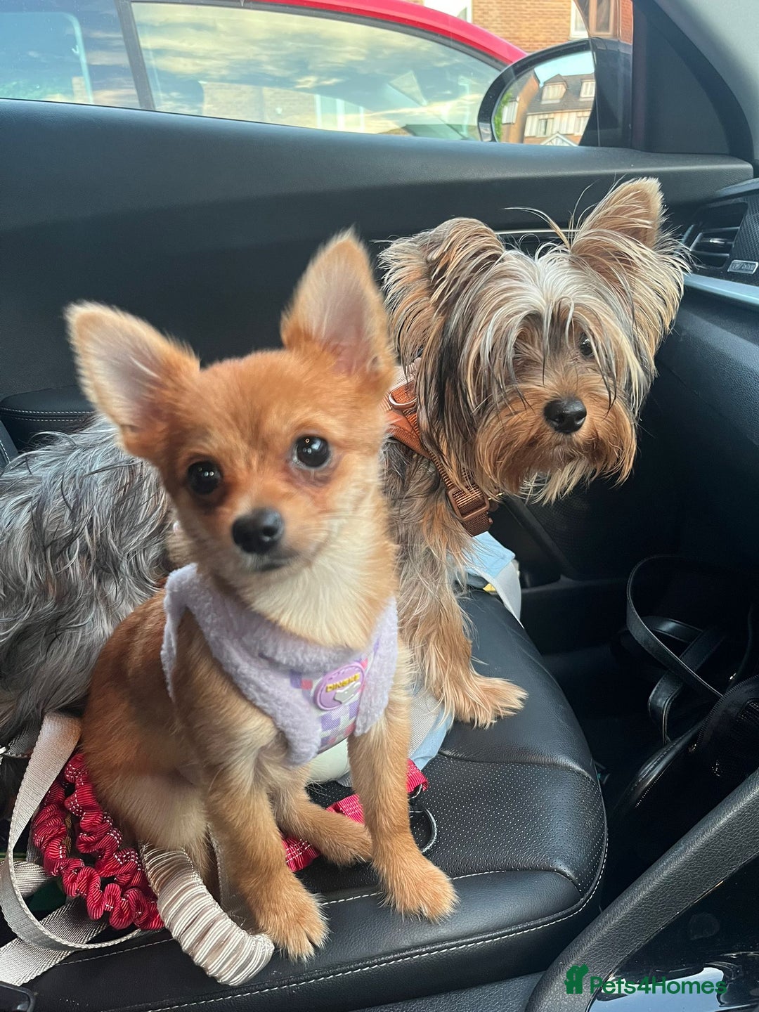 Mixed Breed dogs for sale: Pomchi chihuahua mix  - Advert 4