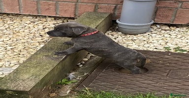 Staffordshire Bull Terrier dogs in Colchester - Advert 13