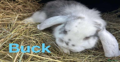 French Lop rabbits French Lop babies  READY NOW!! - Advert 4