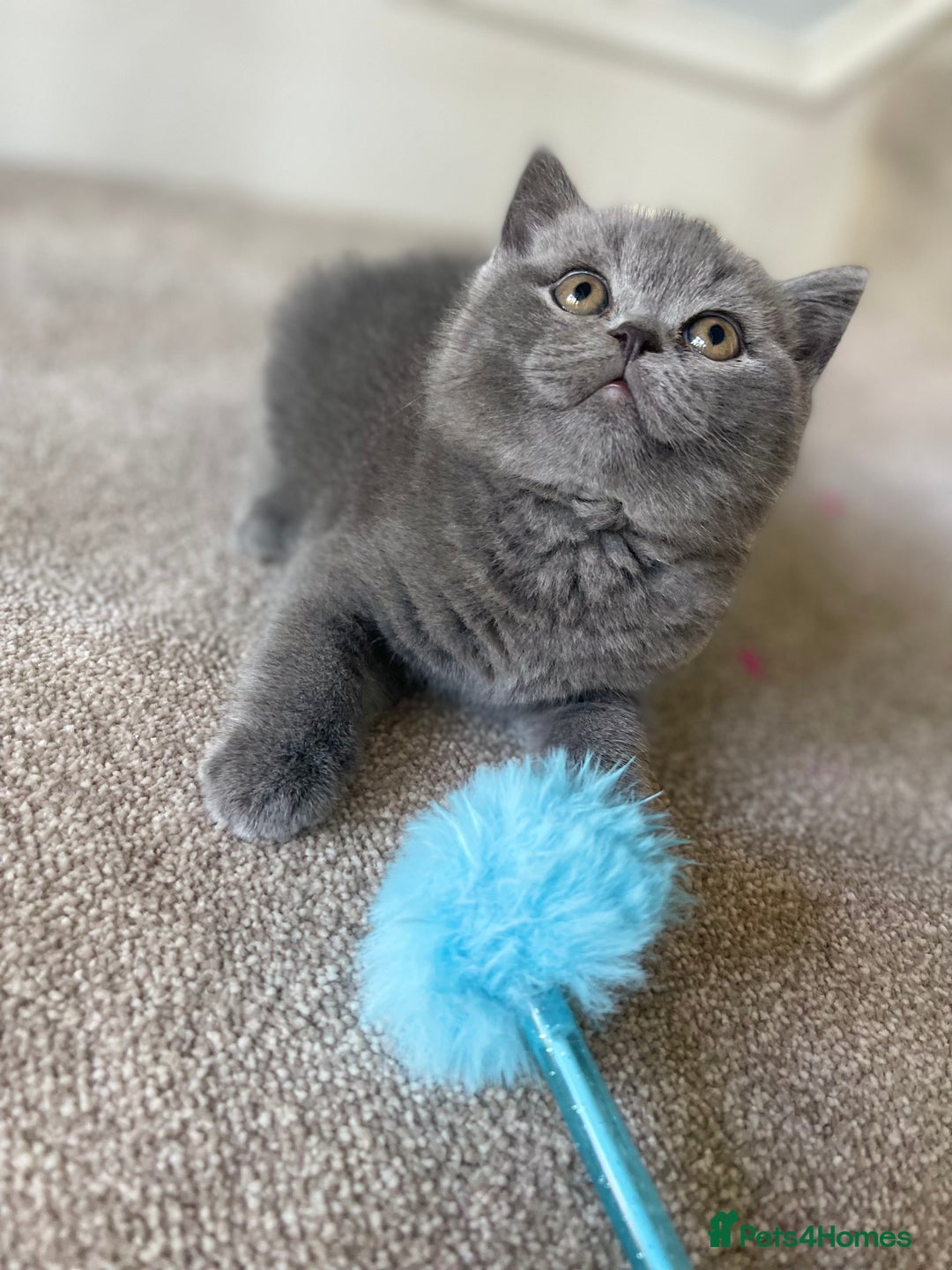 British Shorthair cats for sale: Last Chunky Boy ready to go✨ - Image 3