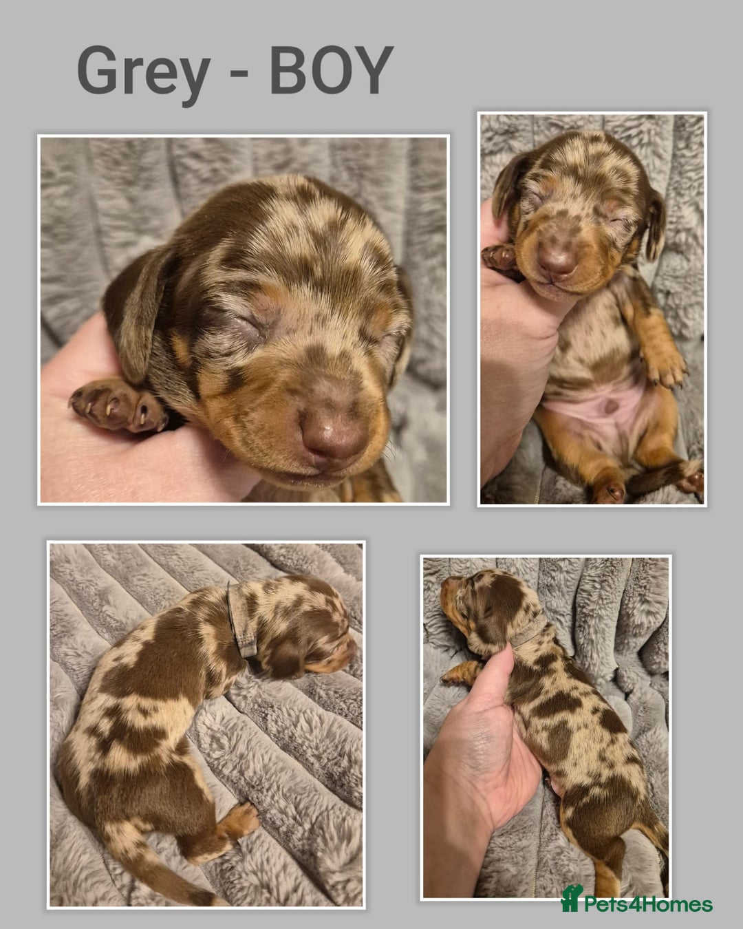 Miniature Dachshund dogs for sale: KC Miniature Dachshund Puppies - Advert 3