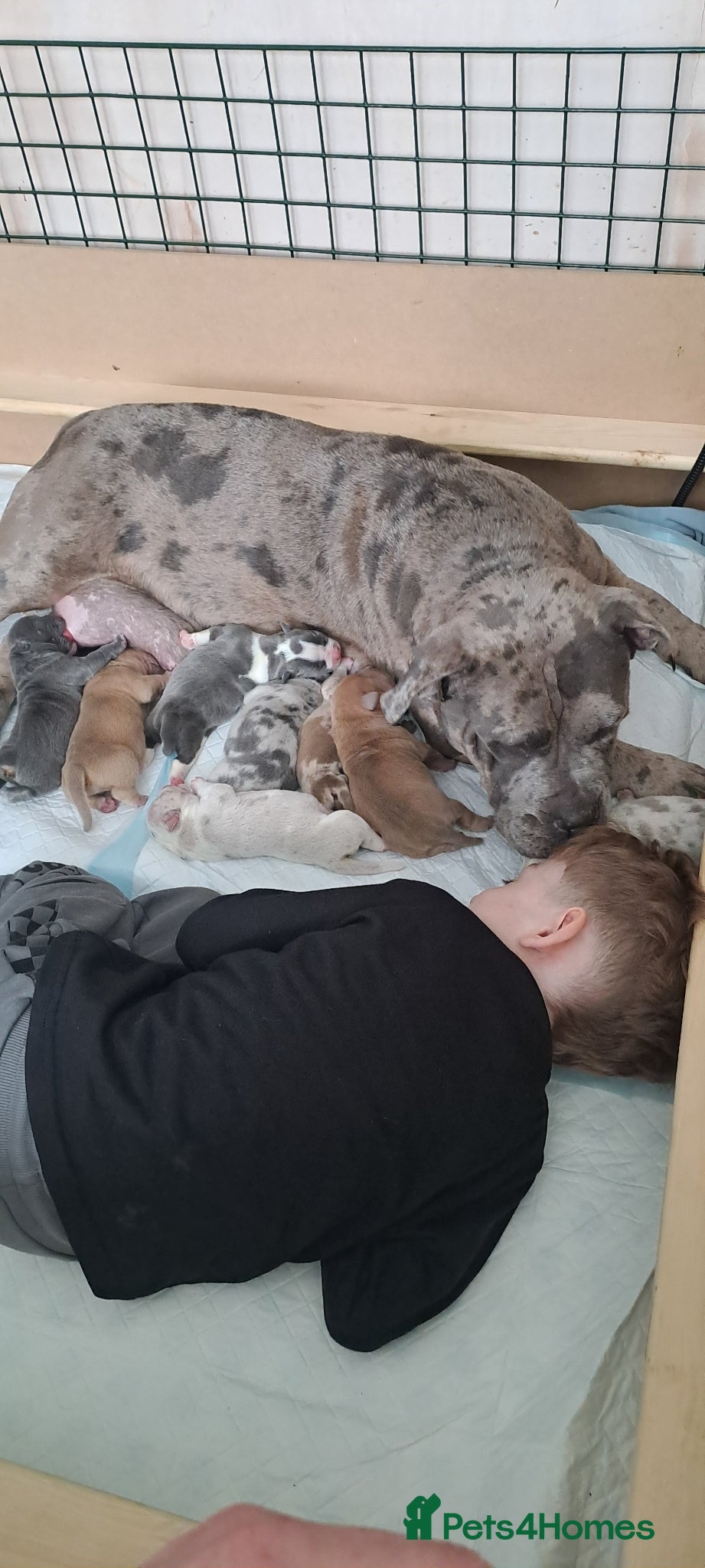 American Bully dogs Lilac Merle Pocket Bully bitches available  - Advert 6