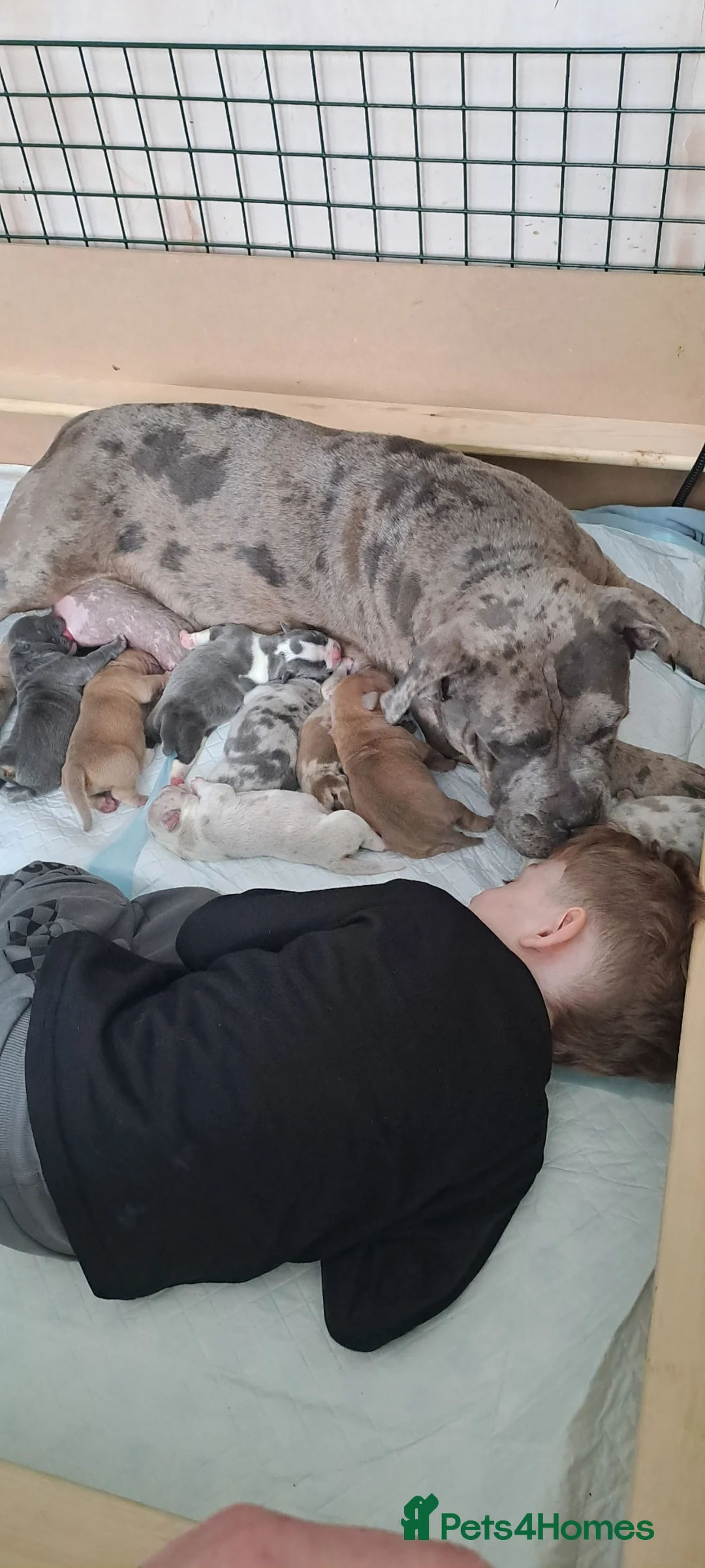 American Bully dogs for sale: Lilac Merle Pocket Bully bitches available  - Advert 1