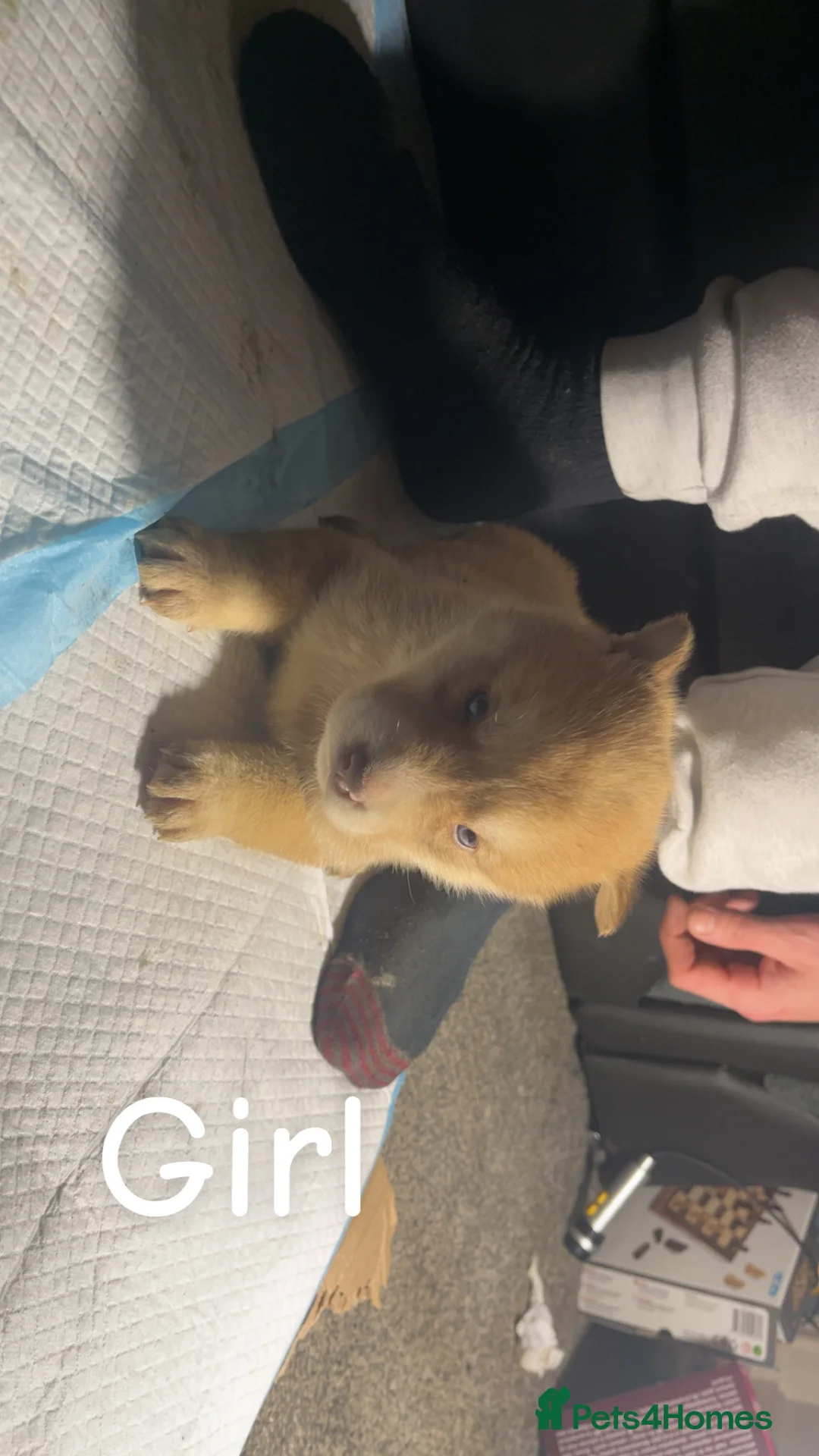 Siberian Husky dogs for sale: 7 husky pups - Advert 1