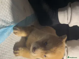 Siberian Husky dogs 7 husky pups - Advert 12