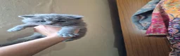 British Shorthair cats for sale: British short hair kittens - Advert 7