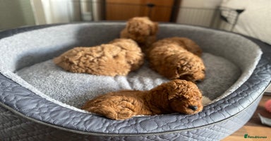 Cockapoo dogs - Advert 6