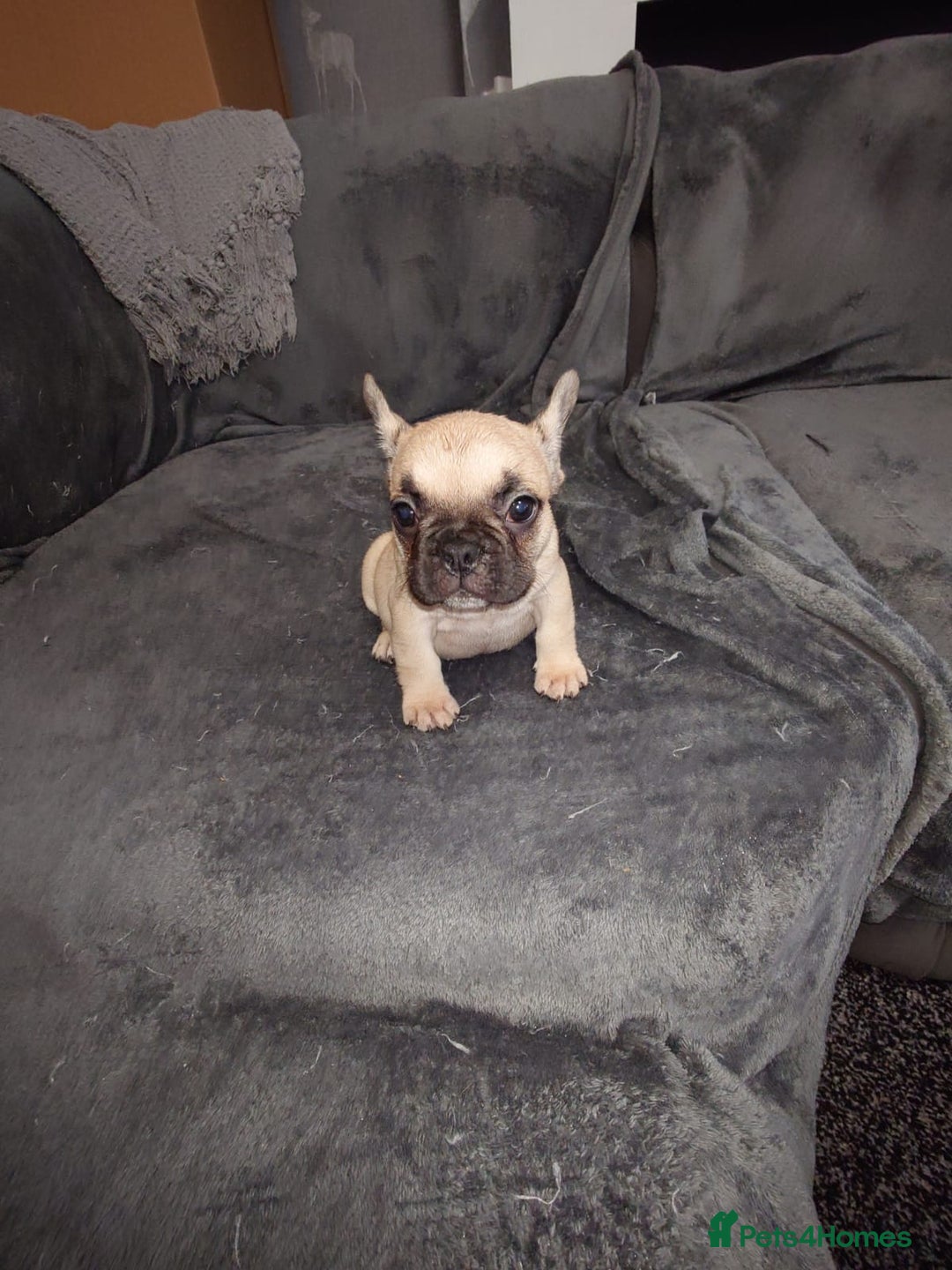 French Bulldog dogs for sale: 4 Beautiful french bulldog puppies  - Image 10