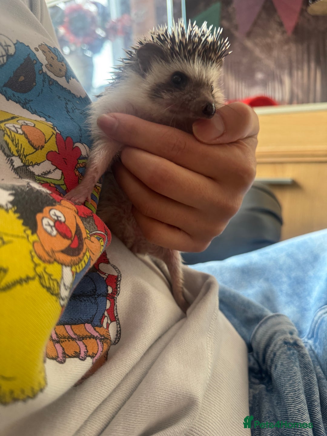 Pygmy Hedgehog rodents for sale: Female African Pygmy Hedgehog – all included - Image 12