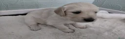 Golden Retriever dogs for sale: WHITE GOLDEN REYRIEVER PUPS 4 MALE 1 FEMALE - Advert 6