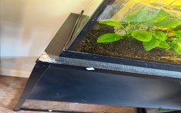 Tetras fish for sale: Fish and tank  - Image 2