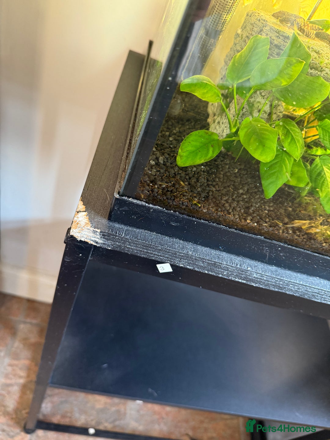 Tetras fish for sale: Fish and tank  - Image 2