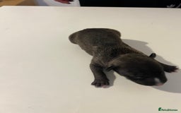 English Bull Terrier dogs for sale: Champion line EBT Puppies - Image 38