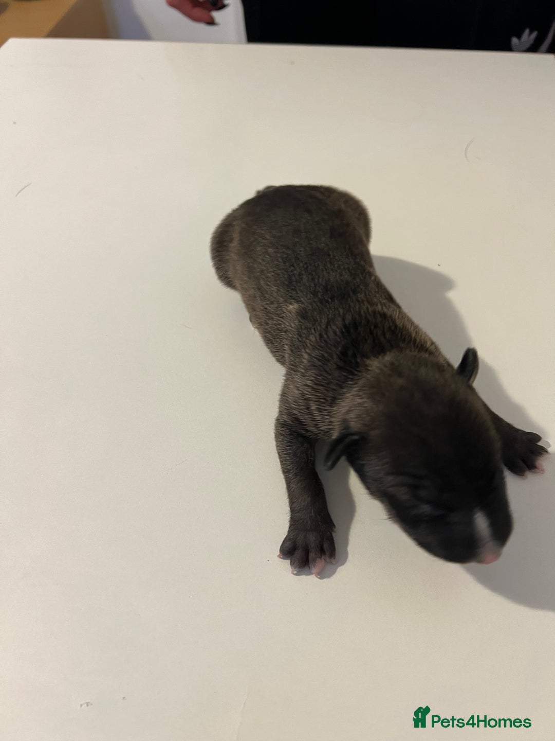 English Bull Terrier dogs for sale: Champion line EBT Puppies - Image 38