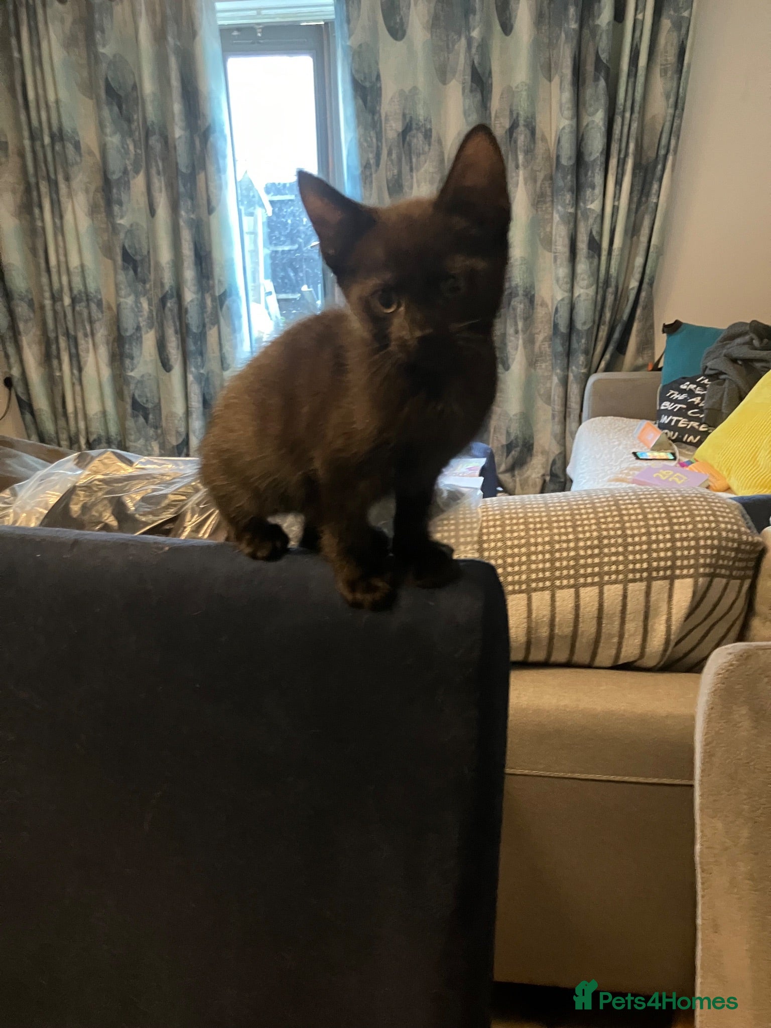 Mixed Breed cats Chocolate girl and black girl two baby girls left  - Advert 10