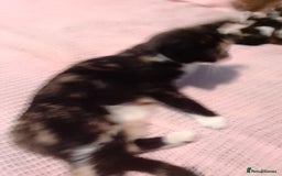 Mixed Breed cats for sale: Kittens  - Image 3