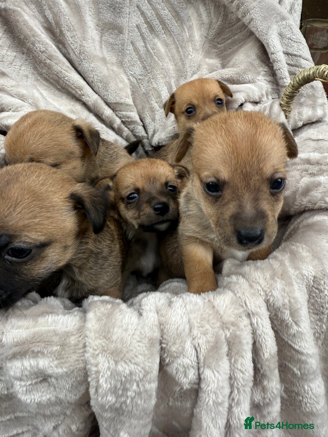 Jack Russell dogs for sale: Beautiful litter of jack Russell puppies  - Image 15