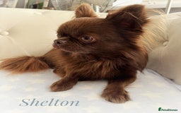 Chihuahua dogs for stud: Solid chocolate KC LC Ukrainian import DNA tested  in Stafford - Image 21