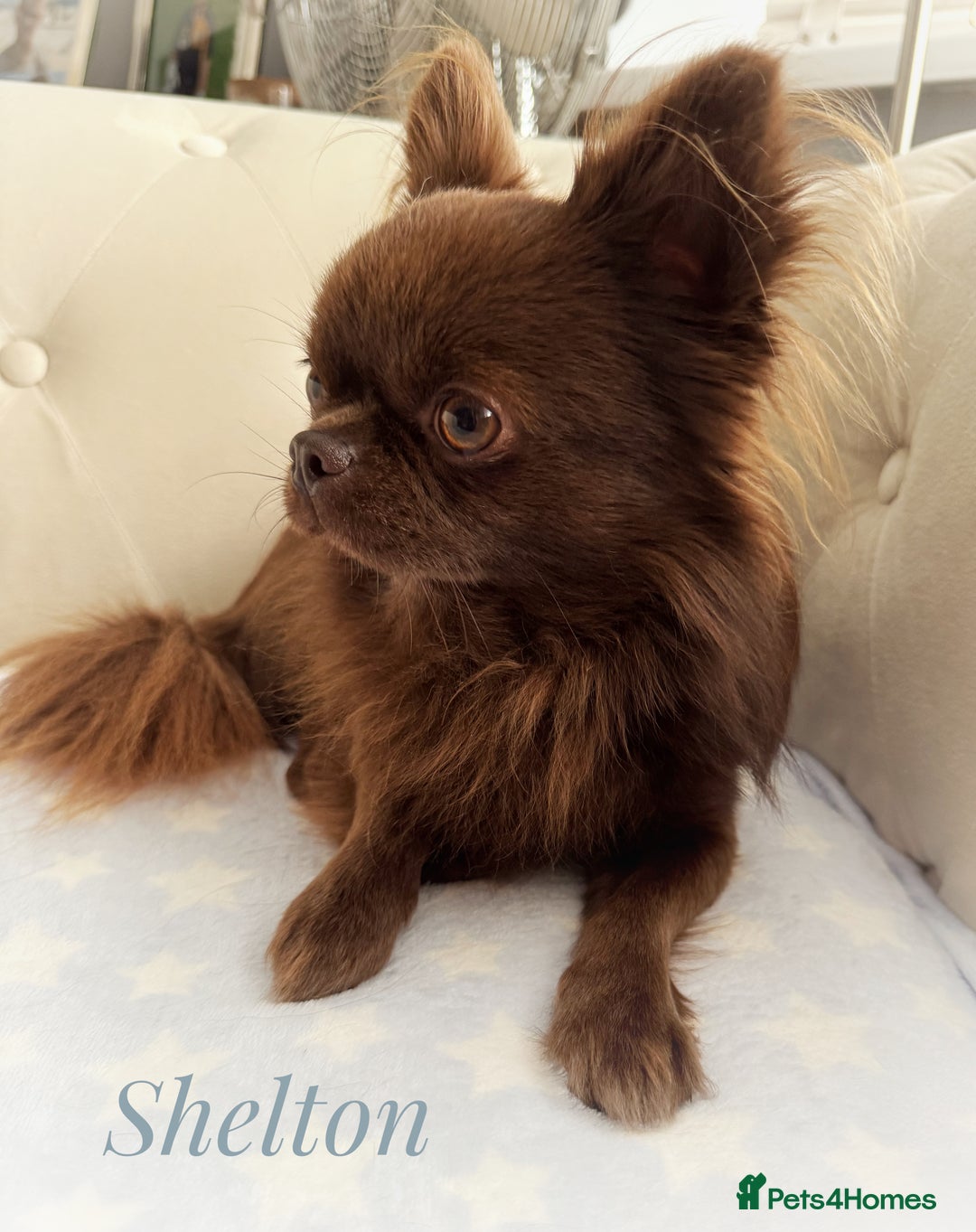 Chihuahua dogs for stud: Solid chocolate KC LC Ukrainian import DNA tested  in Stafford - Image 21
