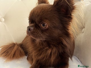 Chihuahua dogs in Stafford - Advert 13