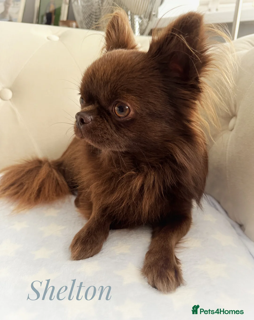 Chihuahua dogs for stud: Solid chocolate KC LC champion line DNA tested  in Stafford - Advert 2