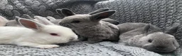 Rex rabbits for sale: Beautiful Purebreed Velvet Mini Rex rabbits - Advert 20