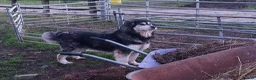 Mixed Breed dogs for sale:  Lovely  Malamute x black Labrador  puppies   - Advert 14