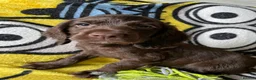 Cocker Spaniel dogs for sale: Cocker spaniel puppies  - Advert 17