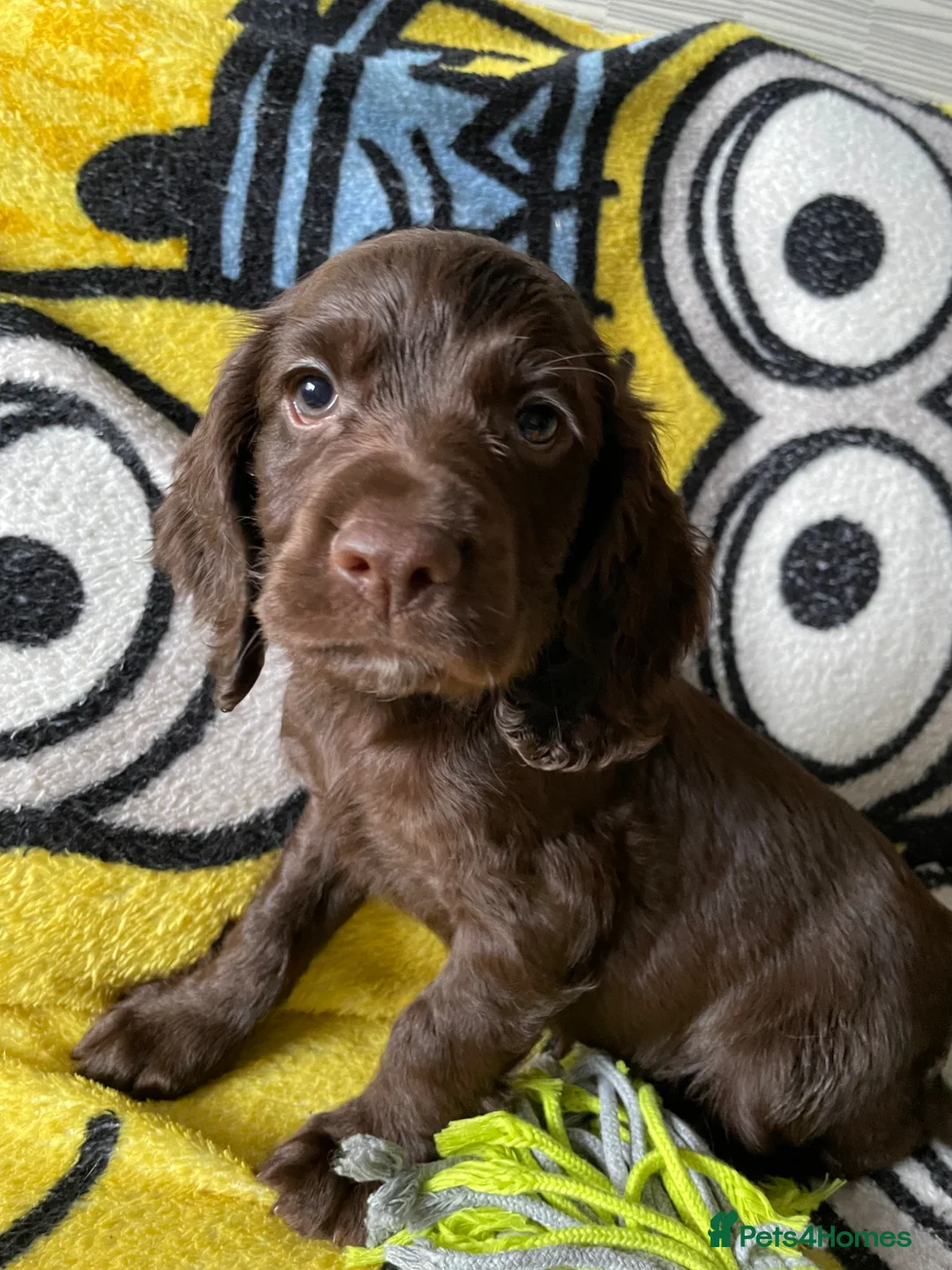 Cocker Spaniel dogs for sale: Cocker spaniel puppies  - Advert 17