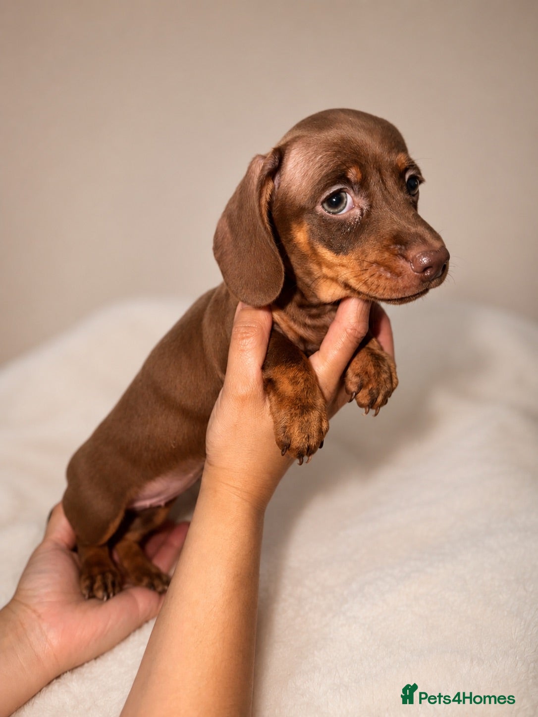 Miniature Dachshund dogs Miniature dachshund  - Advert 17