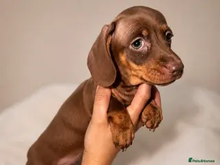 Miniature Dachshund dogs Miniature dachshund - Advert 17